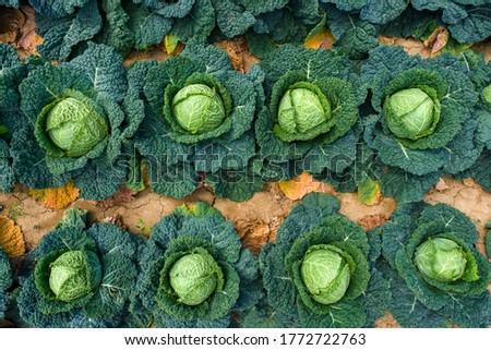 cabbage production in French Vexin