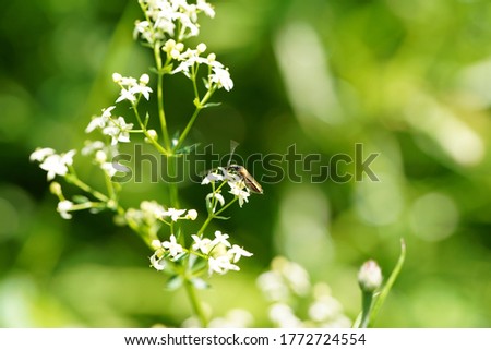 Picture shows blossoms of Galium