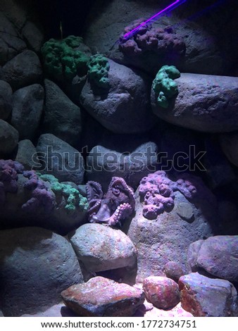 Squids - picture was taken at sea aquarium