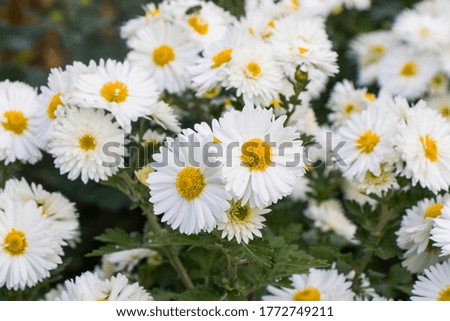Daisy flowers head on the field. Grass and white flowers. Nature background. Flowers macro.