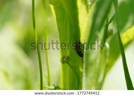 Picture showing a larvae of a bug