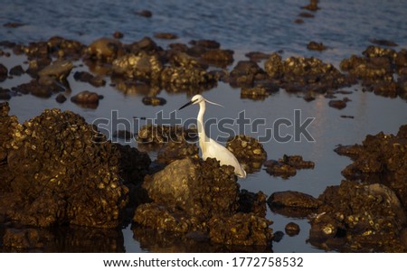 Egret searching for food at low tide