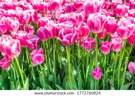 Close up image of blooming bright pink tulips 