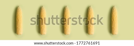 Horizontal picture with corn cob pattern at solid soft green background. Web banner for site with corn cobs. Top view, flat lay, space for text. Minimal concept for market of harvest season