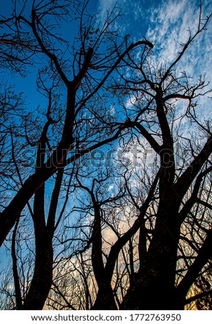 Tree silhouettes against the blue sky