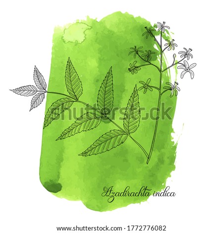vector drawing neem tree branch, Azadirachta indica at green watercolor background, hand drawn illustration Royalty-Free Stock Photo #1772776082