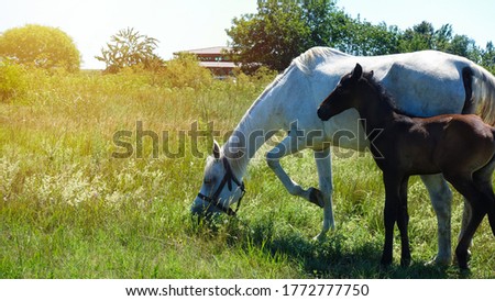 Joyful little infant horse with her mother. Little foal with her family on a green fresh meadow. Happy horses with copy space on the left. Domestic animals on the farm - rural scene.