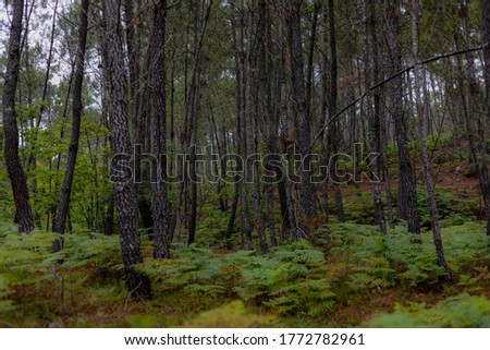 
Wonderful forest landscape in Europe with pines and ferns and arrows of light and shade. Portuguese Forest in the countryside of Viseu