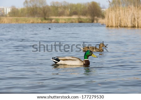 Ducks on the water. In the foreground is a drake.