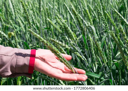 Hand holding wheat in green field. Woman hand touch weed in wheat field. Green wheat in female hand.