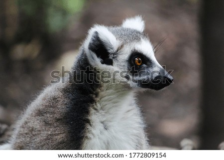 A closeup shot of a cute lemur Madagascar cat playing at the park during daytime Royalty-Free Stock Photo #1772809154