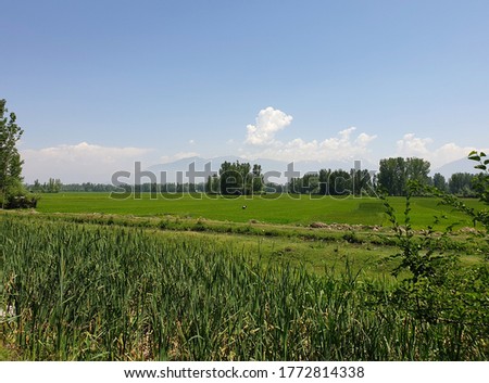 Green trees paddy fields and blue cloudy sky a beautiful scenery in summer. Road through green lands are empty due to coronavirus lockdown.