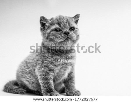 British Shorthair kitten. Cat. Kitten. 