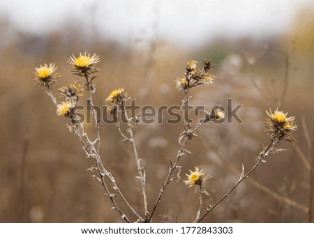 autumn. Dried autumn meadow flower on a background of dry grass. Plants' seeds. Autumn season. Dry field. wild flower. Natural background. Background picture. Seasons. Plants in nature. close-up