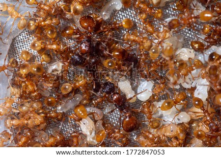 Colony of Myrmica rubra with queens in the center and workers, pupae and larvae around