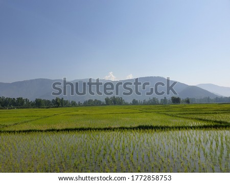Green Plants, empty road due to coronavirus, paddy fields and blue open sky a natural beautiful scenery in summer.