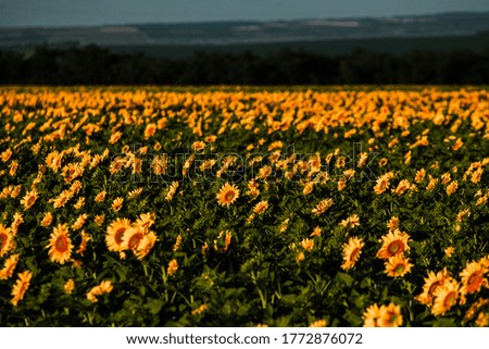 Majestic scene of vivid yellow sunflowers from above in the evening. Perfect wallpaper