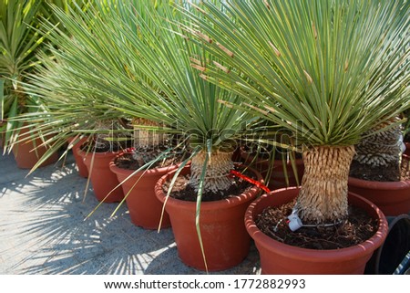 Dracaena Draco or Dragon tree in temporary plastic pots in street flower garden shop. Ornamental tree with medicinal properties to grow as isolated tree, in rockeries or pots for terraces and yards. Royalty-Free Stock Photo #1772882993