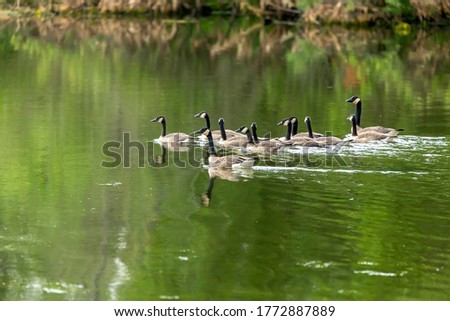 Geese with grown goslings on the lake