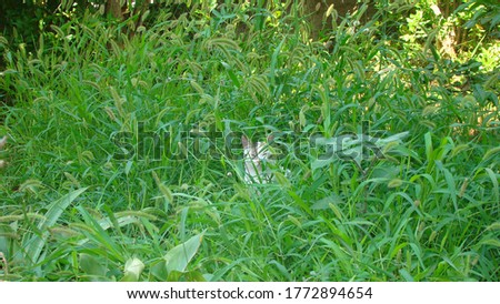 cat
cat hidden among grass for hunting
beautiful cat in the garden
wild cat 
mammals, mammal animals, animal, wildlife, wild nature, forest, garden, park