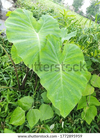 The beautiful structure of leaves in rural area.