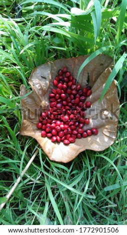 Lucky Red Seeds placed in a leaf