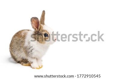 Brown and white rabbit animal or small bunny easter is sitting and funny happy animal have white isolated background with clipping path