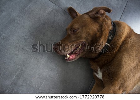 Photo of Labrador dog on dark grey tiled floor. Happy senior dog photo.
