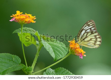 Butterfly at flower, Natural Picture. 