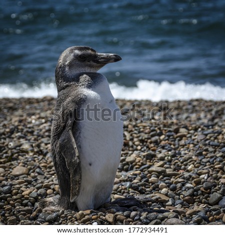 A closeup shot of a black-white penguin on the beach