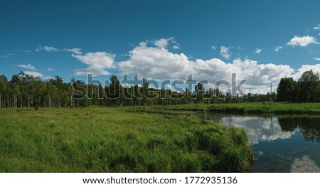 A wide panorama of the beautiful natural landscape with a swamp. Coniferous forest and sky. Green forest, blue sky and white fluffy clouds at the sunny summer day.