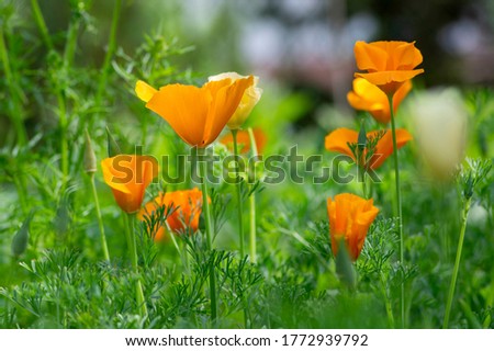 Eschscholzia californica cup of gold flowers in bloom, californian field, ornamental wild flowering plants on a meadow, white yellow and orange color