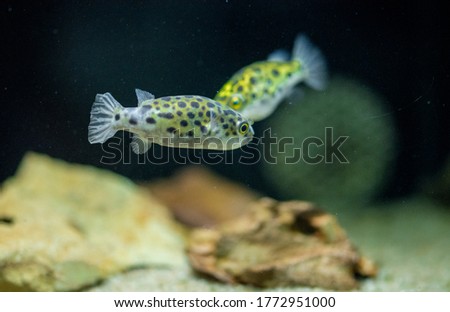 Spotted green pufferfish, tetraodon or Dichotomyctere nigroviridis 
