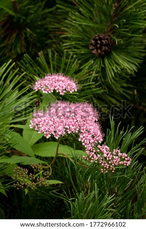 A plant with tiny pink flowers among green branches. Pink flowering on a green natural background. Details of nature in the summer. A flowering plant among green leaves and branches of firs and pines.