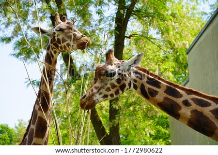 Giraffe camelopardalis - young giraffe in zoo