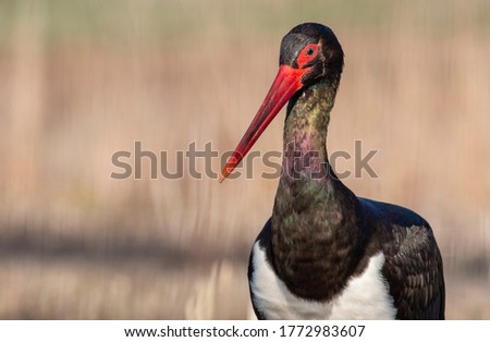 Black Stork portrait in early morning Royalty-Free Stock Photo #1772983607