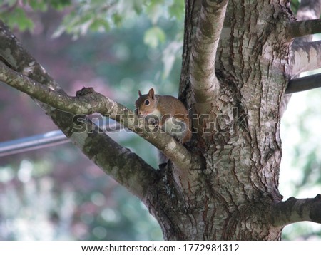 A Squirrel sits on a tree