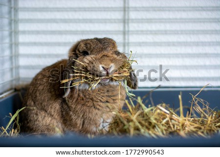 Funny cute lop ear rabbit in a cage holding a lot of hay in its mouth. Bunny with hanging ears.