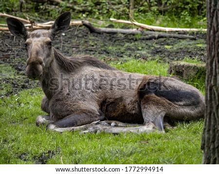 Moose, Alces alces, is the largest inhabitant of European forests, pictured in the female