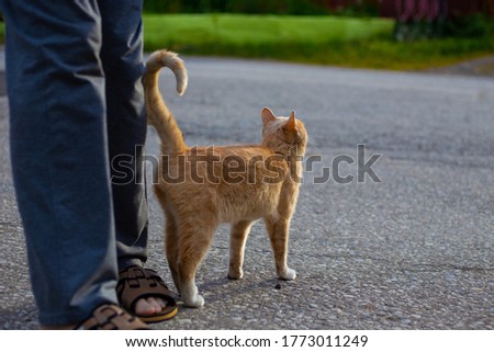 red cat lifted its tail and snuggled up to a man on the street, love pets,copy space Royalty-Free Stock Photo #1773011249