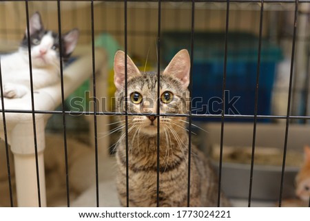 Cats at an Animal Shelter Royalty-Free Stock Photo #1773024221