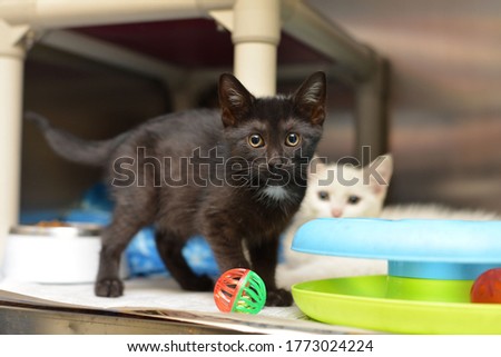 Kittens at an animal shelter black kitten Royalty-Free Stock Photo #1773024224