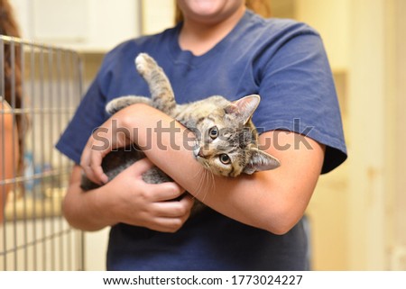 Cat at an Animal Shelter Royalty-Free Stock Photo #1773024227