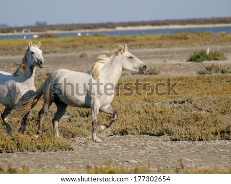 Galloping white horses with flamingos in the back in Parc Regional de Camargue, Provence, France - image has motion blur