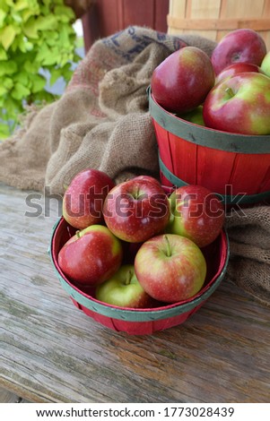 Fresh apples from the orchard fall farm autumn fruit local New England farms Royalty-Free Stock Photo #1773028439
