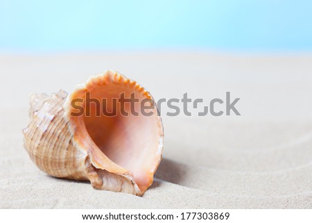 Sea shell on a beach