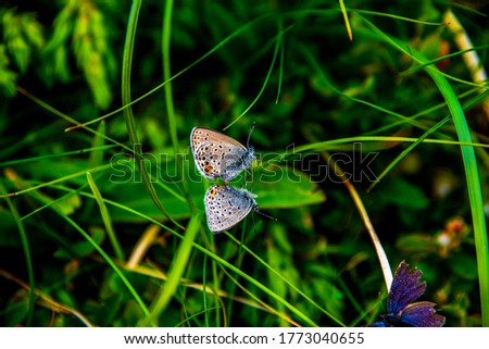 two butterflies chase each other among the summer green of the meadows on the granite rocks of the Lagorai near Lake Levico in Trento, Italy