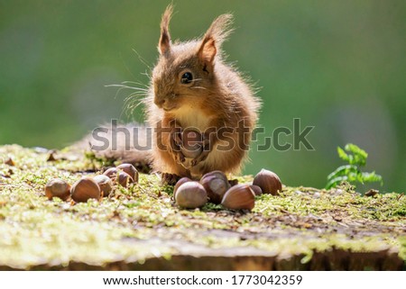 A redheaded cute squirrel with protruding ears collects ripe nuts