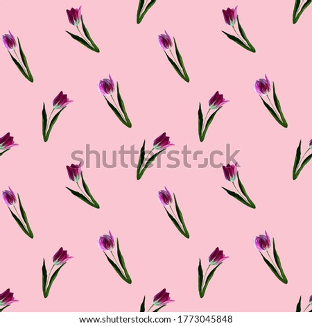 Gouache floral tulip on pink backgraund. Seamless colorful spring pattern. Painted violet tulip plant. Purple blossom. .