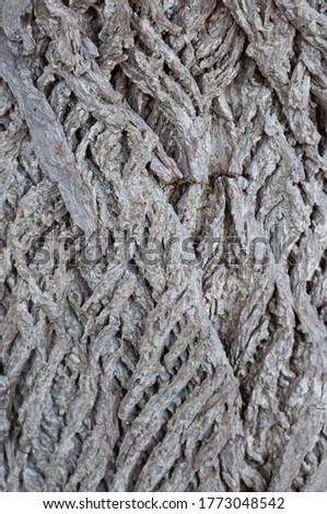 abstract photo of tree bark texture